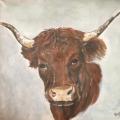 VACHE SALERS